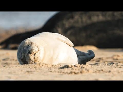 Sleepy Seals and Adorable Pups | The Science Of Cute
