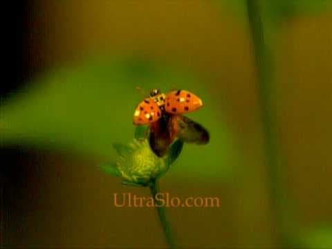 LadyBug in UltraSlo Slow motion