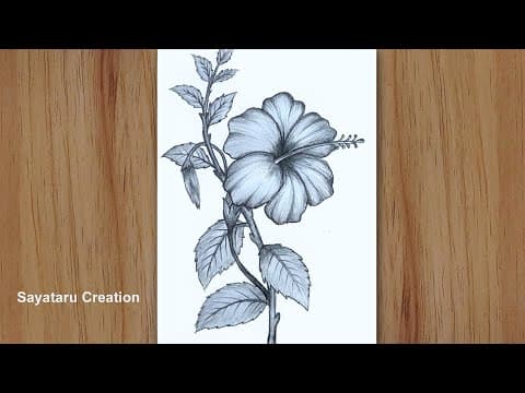How to draw a hibiscus flower step by step pencil sketch   -   China rose Drawing for beginners