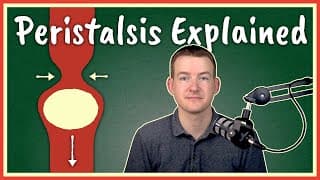 Peristalsis Explained