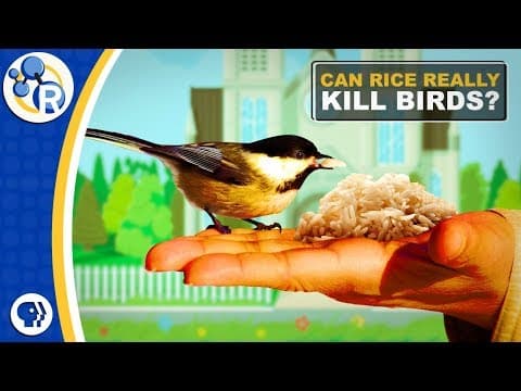 Fact or Fiction Uncooked Rice is Bad for Birds