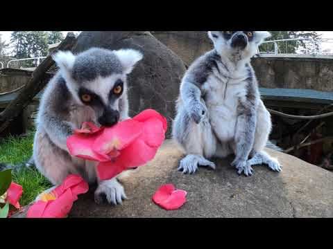 Ring-tailed lemurs snack on camellias and tamarind pods