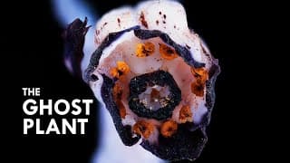 Ghost Plant | A Vampire That Sucks Life Out Of Mushrooms
