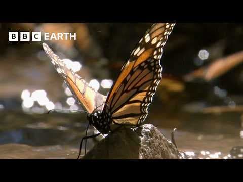 A Breathtaking Swarm of 100 Million Butterflies | Earth's Great Seasons | BBC Earth