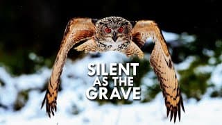 Owls Fly Silently. We tested it.