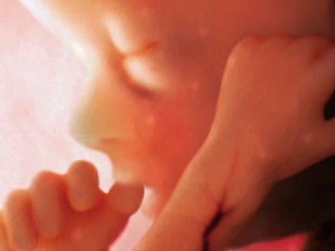 Conception to birth--  visualized-alexander tsiaras