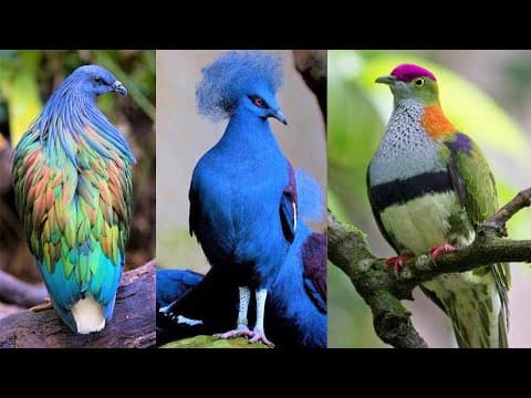 10 Most Beautiful Pigeons on Planet Earth