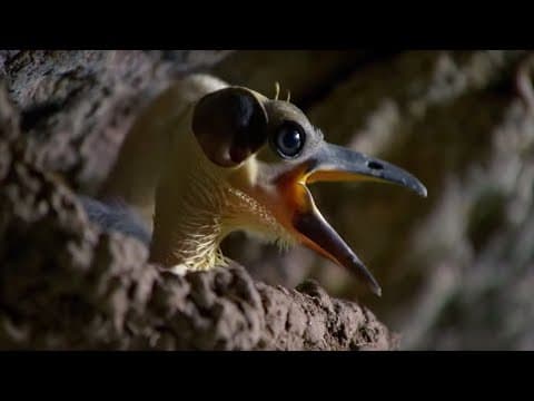 These Ancient Birds Have Been Around for 44 Million Years | Africa