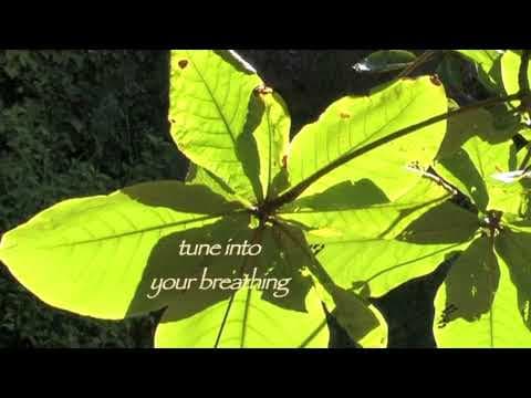 WizeWell Insight Meditation