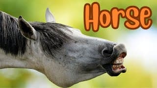 Galloping Grace Exploring the Fascinating World of Horses