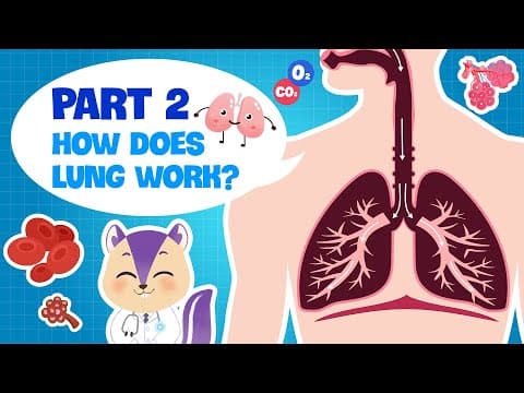 Biology | Secret of our Respiratory System (PART 2) | How do the Lungs work? | Science for kids