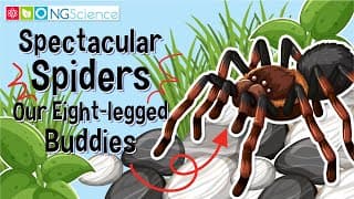 Spectacular Spiders – Our Eight-legged Buddies