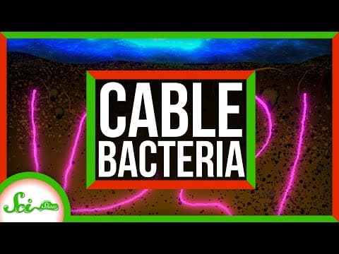 Bacteria Could Someday Power Our Cell Phones