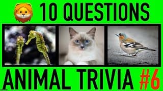 ANIMAL TRIVIA QUIZ | Animals General Knowledge Trivia Questions and Answers Challenge