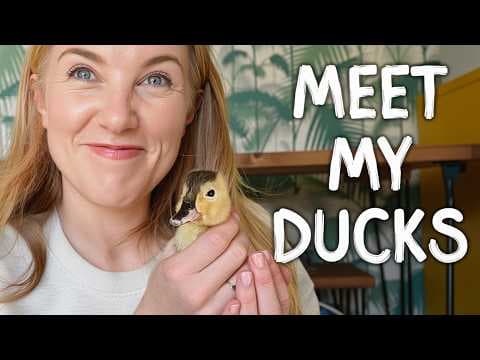 How do ducklings hatch from eggs?! | Maddie Moate - YouTube