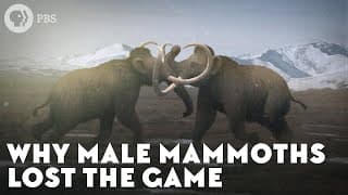 Why Male Mammoths Lost the Game | TierZoo