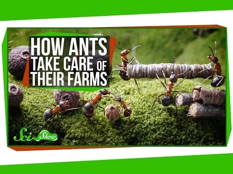 How Ants Take Care of Their Farms