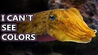 Cuttlefish facts |the cuddliest animals