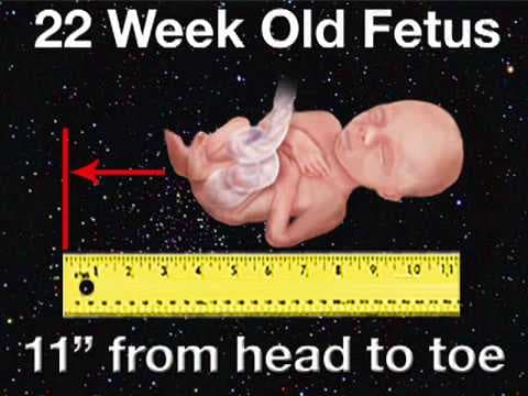 Fetal Development Week 22 (Pregnancy Health Guru)