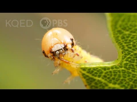 These Silk-Swinging Caterpillars Will Ruin Your Picnic | Deep Look - YouTube