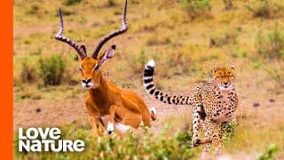 Antelope Narrowly Escapes Cheetah Chase | Predator Perspective