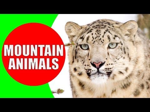 MOUNTAIN ANIMALS Names and Sounds for Kids to Learn