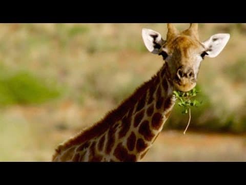 Why Do Giraffes Have Patches? - YouTube