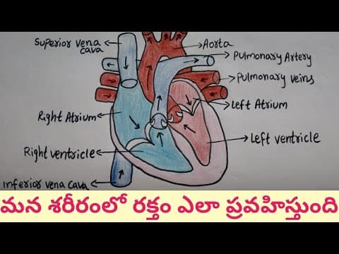 How human heart works - human heart structure and function - parts of the human heart