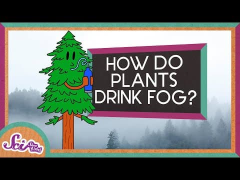 How Plants Drink Fog! | Explore the Redwoods! | SciShow Kids