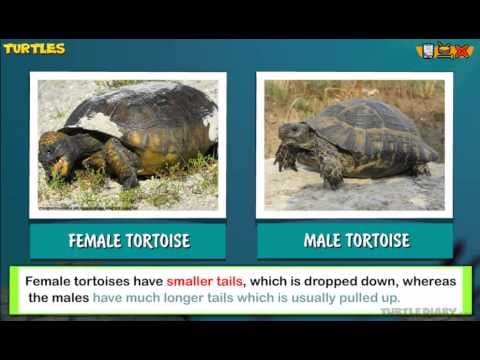 Turtles VS Tortoise What's the Difference?! Animal Science for Kids!