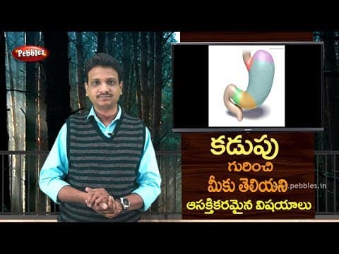 Interest facts about Stomach in Telugu | Science fun facts in Telugu