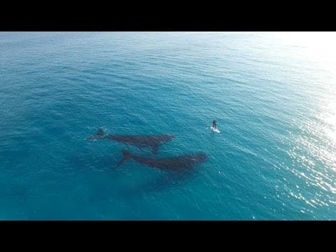 Whales swim with a paddleboarder off the coast of Esperance