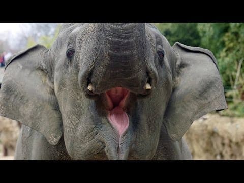 Wild Inside the National Zoo- Elephant Intelligence