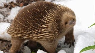 What In The World Is An Echidna | Survival of the Weirdest