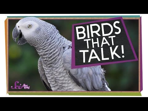 Birds that Talk
