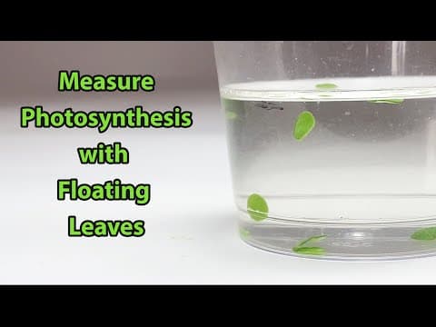 Measure Photosynthesis with Floating Leaves | Science Project