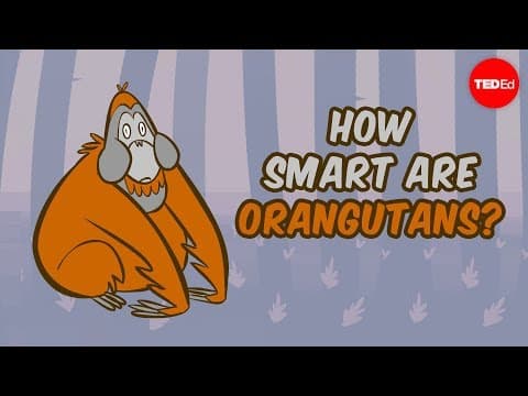 How smart are orangutans? - Lu Gao - YouTube