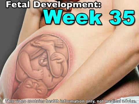 Fetal Development Week 35 (Pregnancy Health Guru)