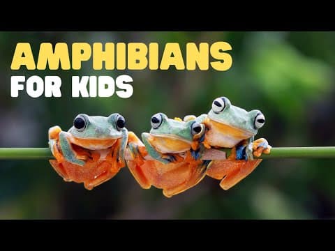 Amphibians for kids - what is an amphibian? learn the characteristics of amphibians