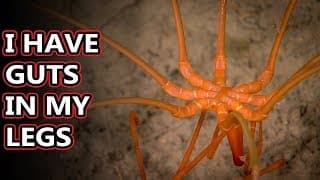 Sea Spider facts| they aren't really spiders