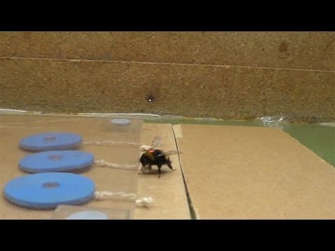 Bumblebees learned to pull strings for reward - YouTube