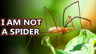 Opiliones facts| they're also known as daddy long legs