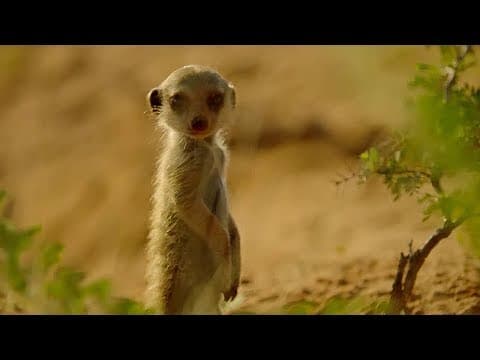Secret meerkat pups life below ground - Animals with Cameras - BBC Earth Explore - YouTube
