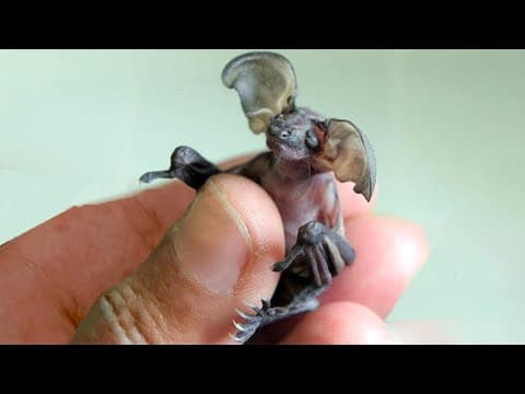 20 Weirdest Baby Animals in the World