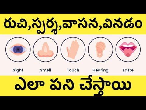How Human 5 Senses Works Explained In Telugu