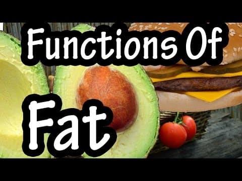 Functions Of Fat - How The Body Uses Fats - Importance Of Fats In The Body Explained
