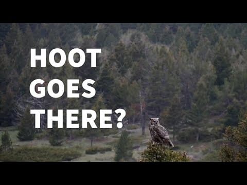 A fox hunts for a vole hiding deep under the snow