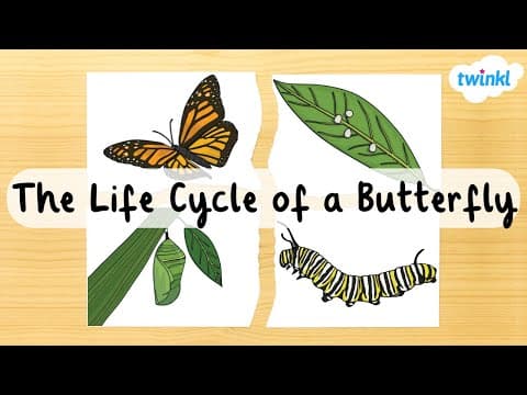 The Butterfly Life Cycle for Kids | Four Stages of the Butterfly Life Cycle | Twinkl USA