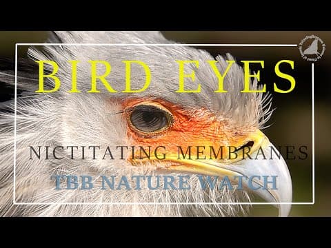 Eastern wild turkeys strut in a meadow