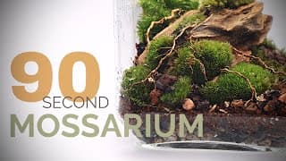 Learn to make a Mossarium in Ninety seconds